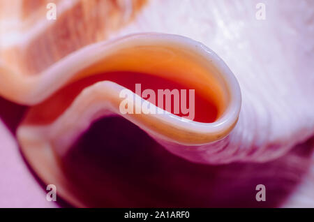 Frammento di una grande conchiglia oceanica astratto arancione di tessitura macro closeup Foto Stock