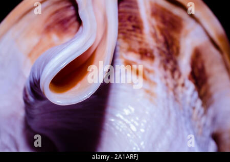 Frammento di una grande conchiglia oceanica astratto arancione di tessitura macro closeup Foto Stock