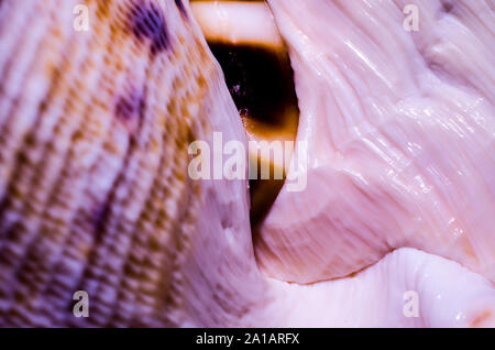 Frammento di una grande conchiglia oceanica astratto arancione di tessitura macro closeup Foto Stock