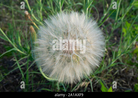 Un grande puff seme head - Western Salsefrica (Tragopogon dubius) nella regione di Palouse dello Stato di Washington Foto Stock