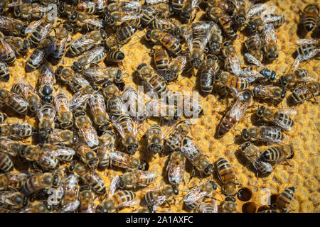 Api mellifere, Apis mellifera, su un favo di miele. Foto Stock