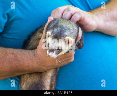 Dettaglio di un uomo con le mani in mano tenendo un furetto. Foto Stock