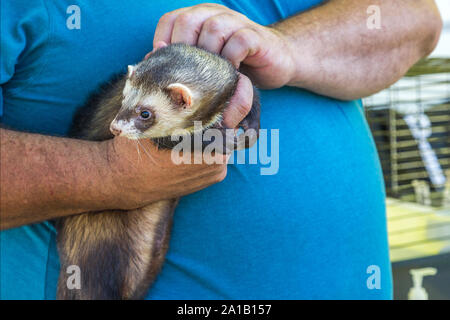 Dettaglio di un uomo con le mani in mano tenendo un furetto. Foto Stock