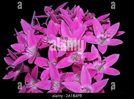 Rosa starcluster egiziano (pentas lanceolata) close-up Foto Stock