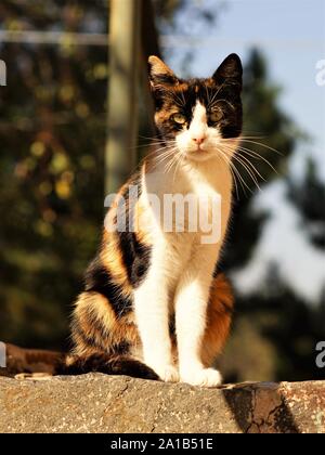 Tricolore cat seduti all'aperto a portata di mano, Maneki Neko kitty rilassarsi nella giornata d'autunno. Foto Stock