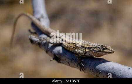 Una lunga coda di lucertola spazzola (Urosaurus graciosus) su un ramo di albero nel deserto di Mojave, STATI UNITI D'AMERICA Foto Stock