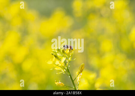 Piccoli fiori di colore giallo fiore nel giardino fiorito. Turisti a visitare i fiori in inverno con fiori di piena fioritura. Foto Stock