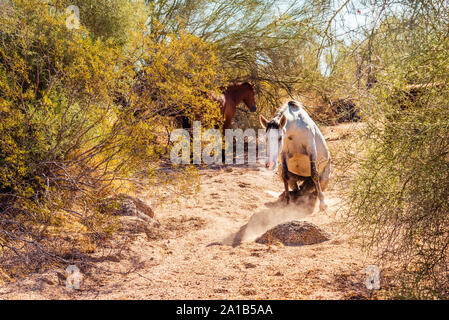 Sale River wild horse in gravidanza e di alzarsi da terra nella parte inferiore del fiume sale Recreation Area, Arizona. Foto Stock