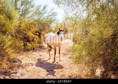 Sale bianco fiume wild horse in piedi sul deserto nella parte inferiore del fiume sale recreation area di Tonto National Forest, Arizona. Foto Stock