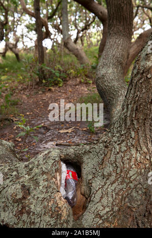 Plastica dei rifiuti smaltiti in un nodose tronco di albero nella riserva naturale de Manteling vicino Oostkapelle su Walcheren, Zeeland, Paesi Bassi. Plastikmuel Foto Stock