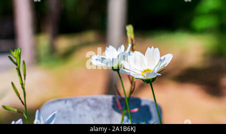 Dolce morbido con sfondo bianco fiori a margherita nel giardino. La natura dello sfondo con fiori. Soft immagine sognante. Romanticismo sfondo. Foto Stock