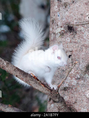 Albino Squirrel seduto su un ramo d'albero nella foresta un primo piano che mostra il suo bel corpo, testa, occhi rossi, orecchie rosa e godere dei suoi dintorni Foto Stock