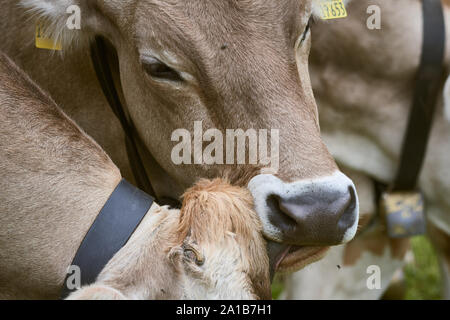 Brown cow licks e pulisce un altro mucca in un prato nelle Alpi Bavaresi Foto Stock