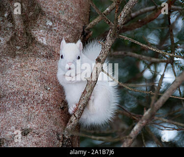 Albino Squirrel seduto su un ramo di albero nella foresta una vista ravvicinata profilo, che mostra pelliccia bianca, occhi rossi, orecchie rosa e godendo il suo habitat. Foto Stock