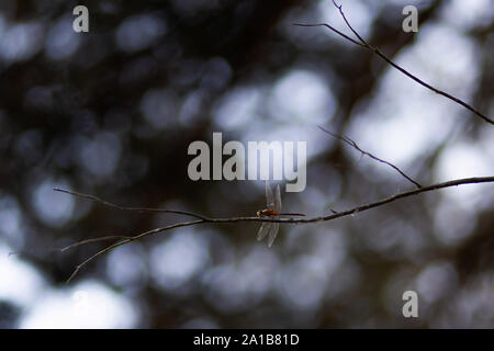 Dragonfly sul ramo Foto Stock