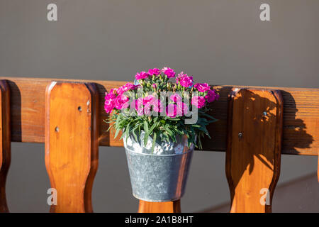 Vaso con fiori di magenta sulla parete in legno Foto Stock