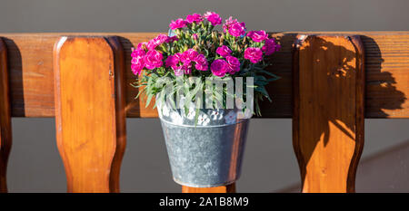 Vaso con fiori di magenta sulla parete in legno Foto Stock