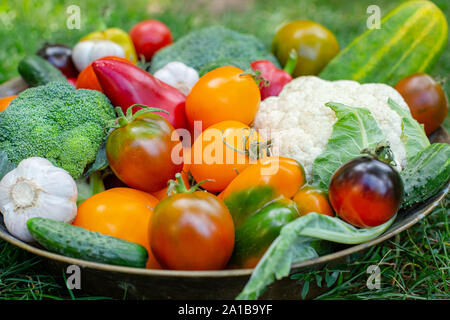 Il raccolto di pomodori, cetrioli, peperoni e altri ortaggi da giardino. Raccolti Organici ortaggi in una ciotola sull'erba. Foto Stock