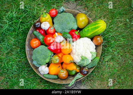 Il raccolto di pomodori, cetrioli, peperoni e altri ortaggi da giardino. Raccolti Organici ortaggi in una ciotola sull'erba. Foto Stock