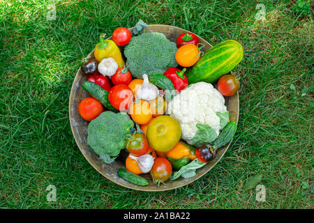 Il raccolto di pomodori, cetrioli, peperoni e altri ortaggi da giardino. Raccolti Organici ortaggi in una ciotola sull'erba. Foto Stock