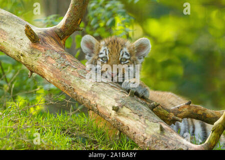 /Amur tigre siberiana Cub (Panthera Tigris Altaica) su un albero caduto Foto Stock