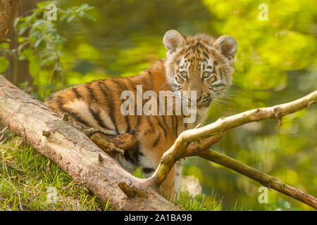 /Amur tigre siberiana Cub (Panthera Tigris Altaica) su un albero caduto Foto Stock