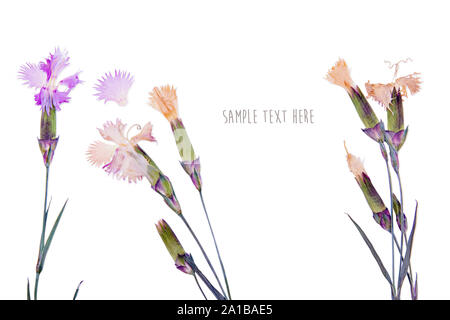 Bel fiore erbario arnation Foto Stock