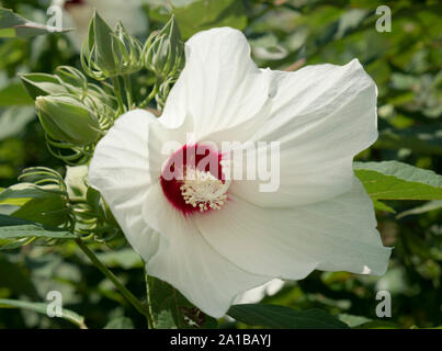 Hibiscus nel giardino al Brooklyn Botanic Garden, Brooklyn, New York City, nello Stato di New York, U.S.A. Foto Stock