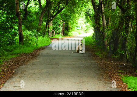Un sentiero tra il verde degli alberi che conduce nel luminoso bosco nebbioso e un volto nero scimmia indiano è seduta sul sentiero forestale Foto Stock