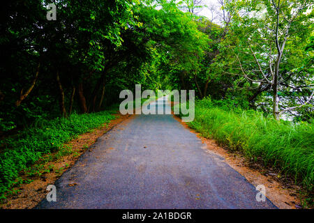 Un sentiero tra il verde degli alberi che conduce nel profondo della foresta nebbiosa Foto Stock