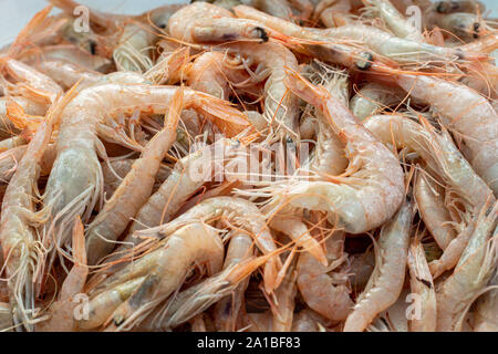 Gamberetti freschi al mercato del pesce Foto Stock