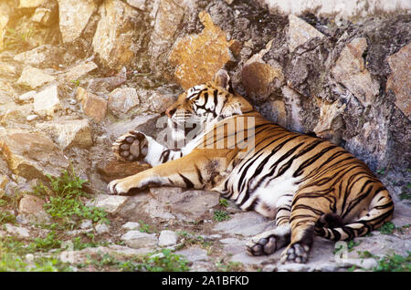 Tiger sdraiato in zoo Foto Stock