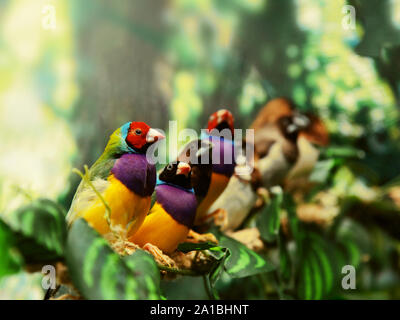 Gouldian finch uccelli esotici Foto Stock