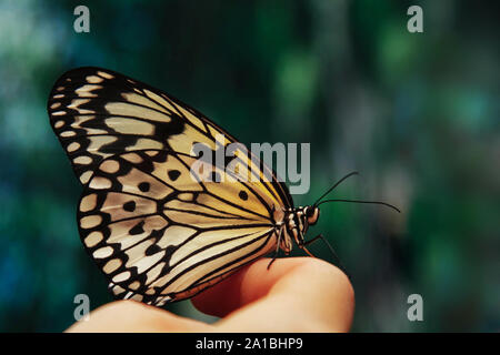 Stupenda farfalla all'aperto Foto Stock
