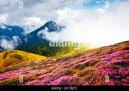 Colorata fioritura fiori di rododendro in campo estivo nelle montagne dei Carpazi. Splendida natura outdoor scena. Mondo il concetto di bellezza sullo sfondo Foto Stock