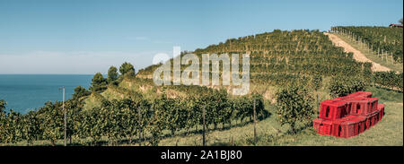 Vigneto su una collina di fronte al mare. Fiornzuola di Focara, provincia di Pesaro-Urbino, Marche, Italia. Foto Stock