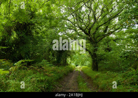 Sentiero attraverso boschi su Shute Shelve Hill nel Mendip Hills National Landscape, Somerset, Inghilterra. Foto Stock