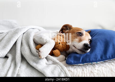 Sleeping jack russel terrier cucciolo di cane con Teddy bear toy Foto Stock