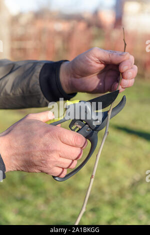 Giardino lavoratore tagliare gli alberi germogliano con secateurs in primavera Foto Stock