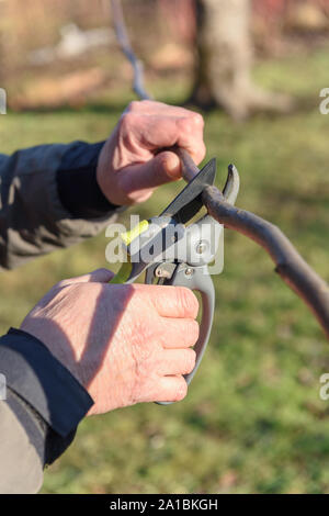 Giardino lavoratore tagliare gli alberi germogliano con secateurs in primavera Foto Stock