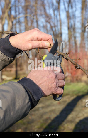 Giardino lavoratore tagliare gli alberi germogliano con secateurs in primavera Foto Stock