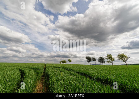 La posizione al centro di un prato verde, guardando in profondità attraverso la via di una macchina agricola, albero fila e il contrasto tra il cielo con il cloud Foto Stock