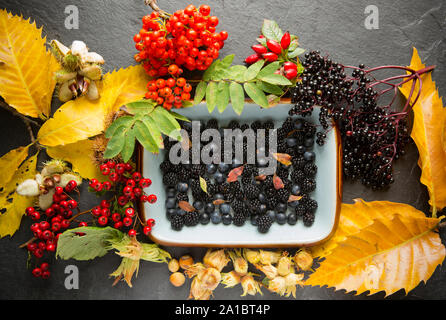 Una selezione di autunno frutti selvatici e i dadi che sono state foraged da hedgrows. Essi consistono di biancospino bacche, rowan bacche di sambuco bacche, hazel Foto Stock