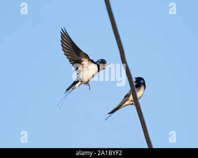 Barn Swallow, Hirundo rustica coppia sul filo della molla di Norfolk Foto Stock