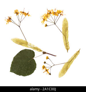 Un set di Linden. Elementi isolati di foglie, fiori e boccioli erbario premuto Foto Stock