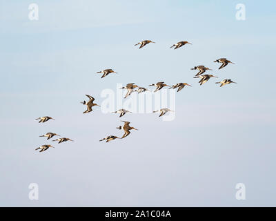 Nero-tailed godwits Limosa limosa gregge nella primavera del North Norfolk Foto Stock