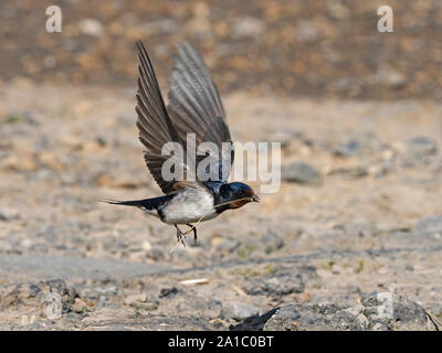 Barn Swallow, Hirundo rustica nido di raccolta materiale molla di Norfolk Foto Stock