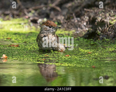 Eurasian Capinera femmina a balneazione piscina North Norfolk estate Foto Stock