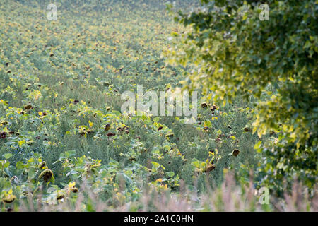 Comune di campo di semi di girasole in Rajhrad, Repubblica Ceca. 16 agosto 2019 © Wojciech Strozyk / Alamy Stock Photo Foto Stock