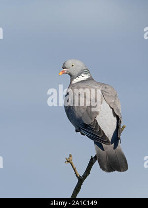Colombaccio Columba palumbus Norfolk estate Foto Stock